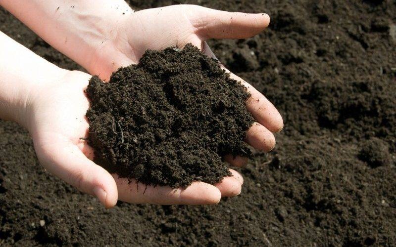 Transforming aquaculture sludge into organic fertilizer: A new path for sustainable agriculture