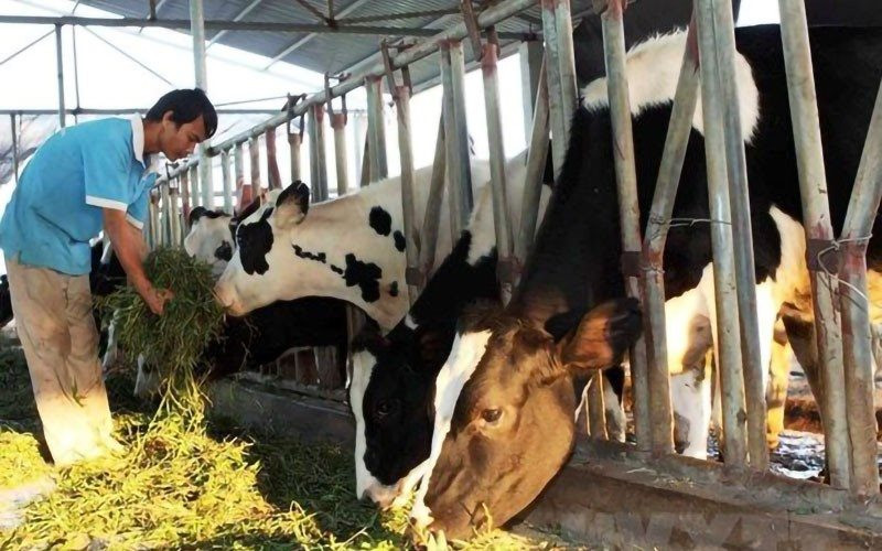 Reducing greenhouse gas emissions in livestock farming: Challenges and opportunities