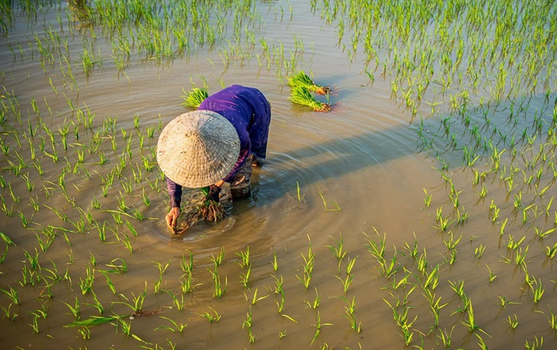 Part 2: Alternate wetting and drying (AWD) - A key pathway to low-emission rice production in Vietnam
