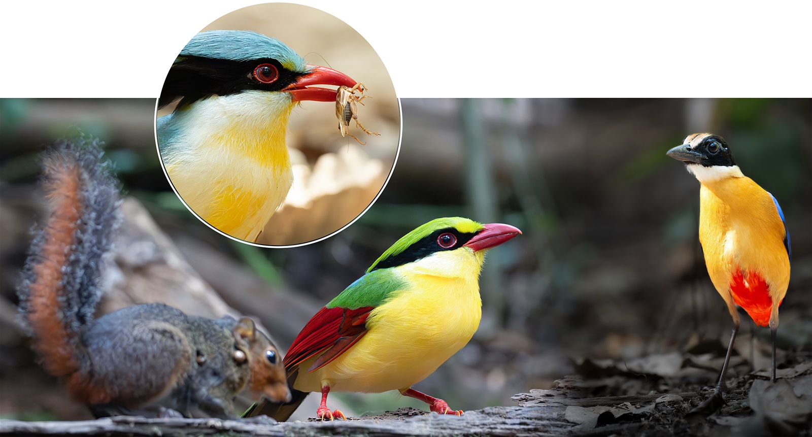 Magnificent flying colors