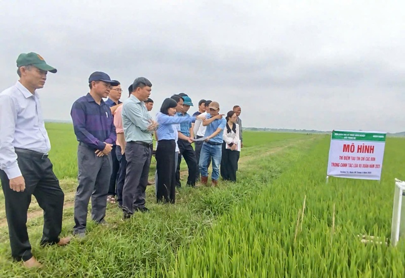 Rice carbon credits: A green revolution in the fields