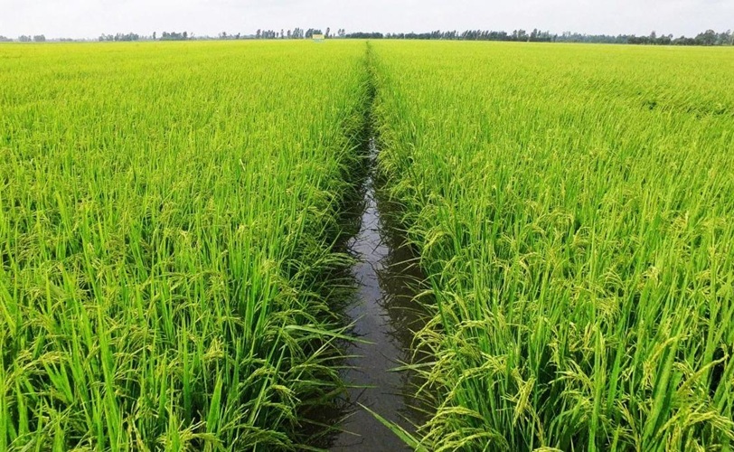 Rice carbon credits: A green revolution in the fields