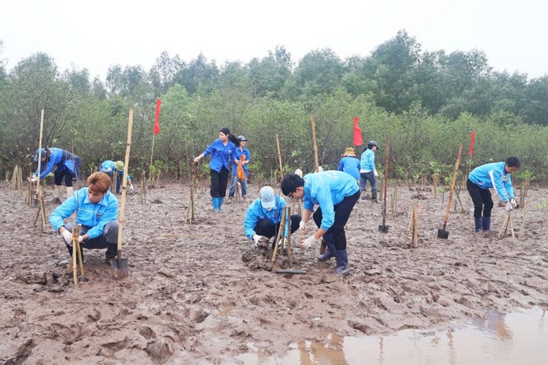 Thai Binh plants 1,500 mangrove apple trees at Thai Thuy wetland nature reserve