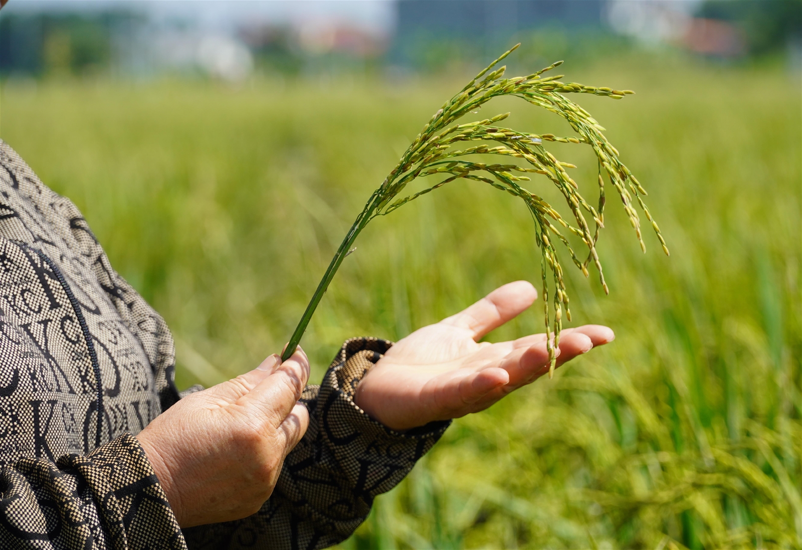 Thanh Hoa: Low-emission rice production towards carbon credit agriculture