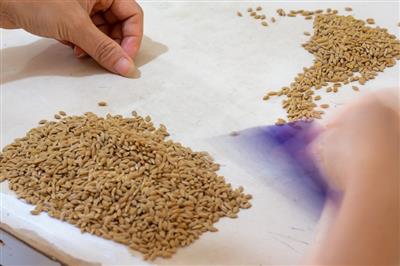 Conservation of plant genetic resources: Five years of scaling up and promoting sustainable utilization